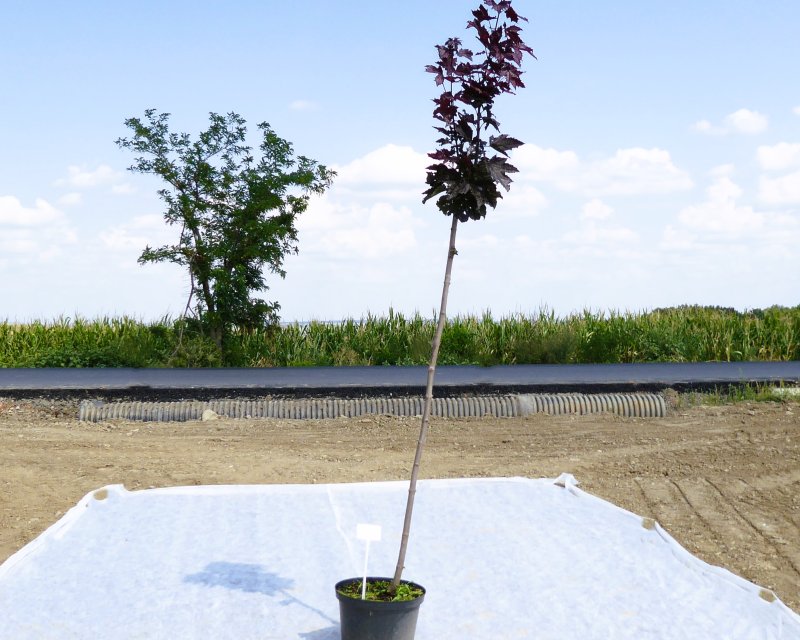 Acer negundo Aureomarginatum – Artar American Variegat