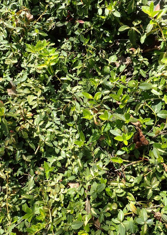 Euonymus fortunei Sunspot