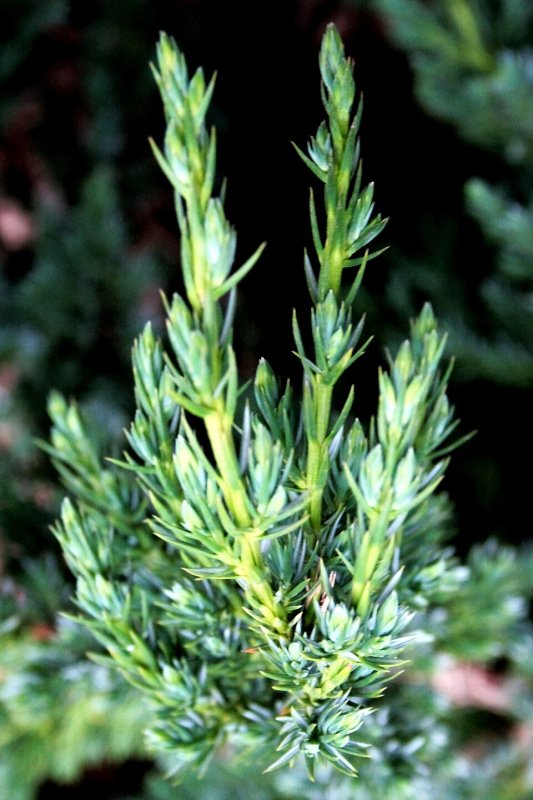 Juniperus squamata Meyeri