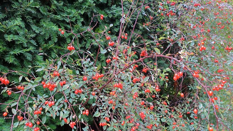 Taxus media Hatfieldii
