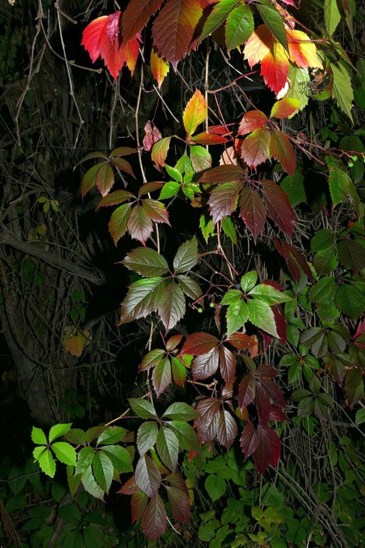 Parthenocyssus quinquefolia var. Murorum